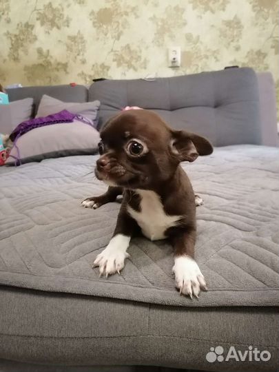 Щенки чихуахуа