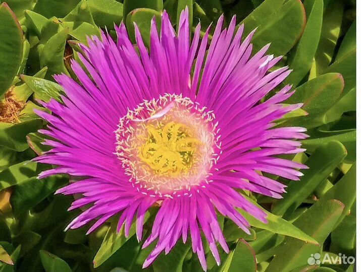 Карпобротус