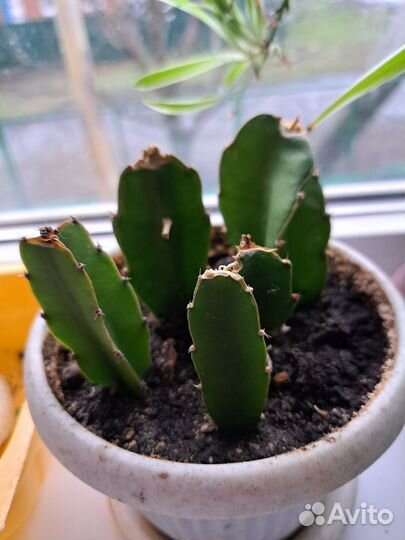 Комнатные растения