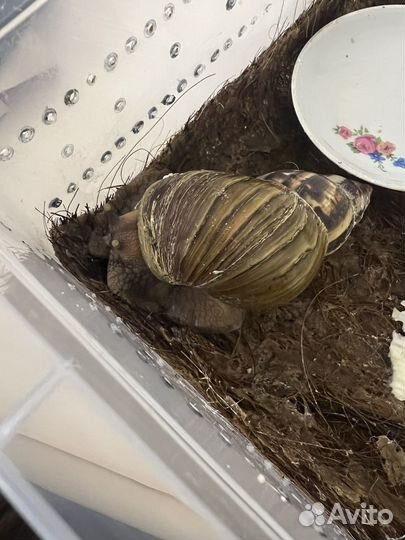 Улитки ахатины