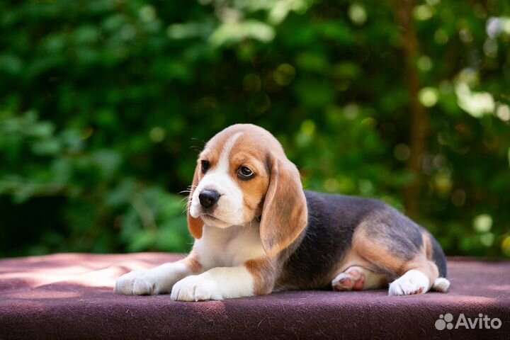 Щенки бигль