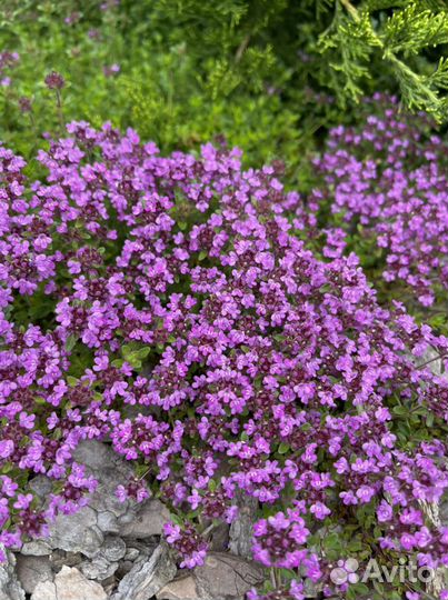 Тимьян/Чебрец/Лимонник