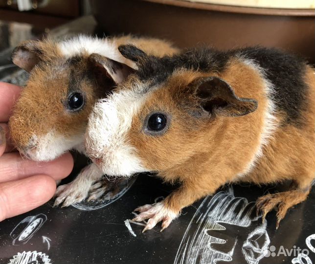 Морские свинки.Малыши.1 мес