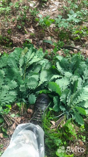 Веники для бани