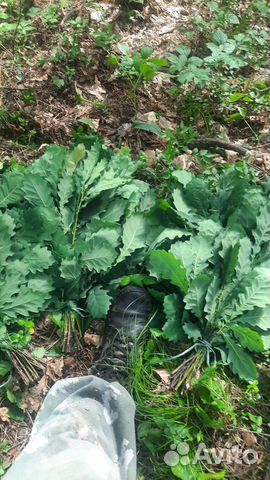 Веники для бани