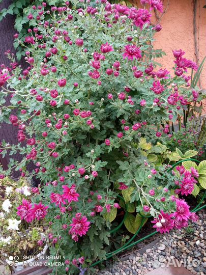 Хризантема садовая(дубочки)