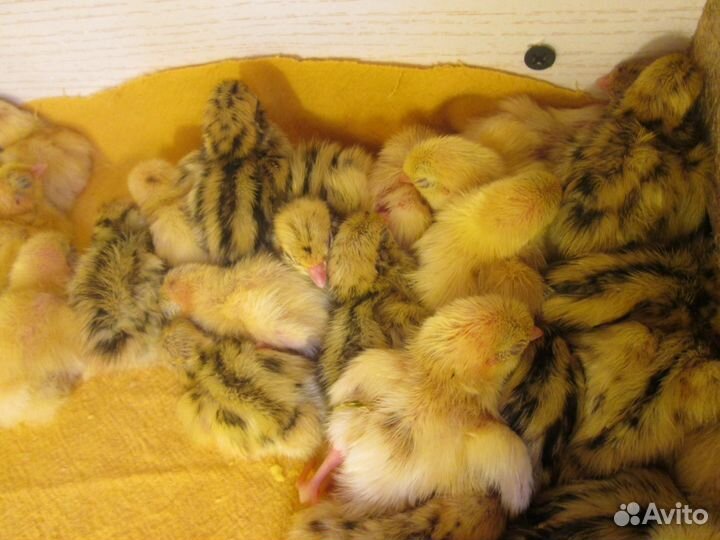 Перепела любого возраста