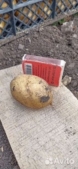 Продам картофель