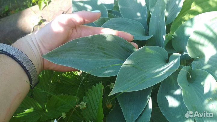 Хосты голубые сорта