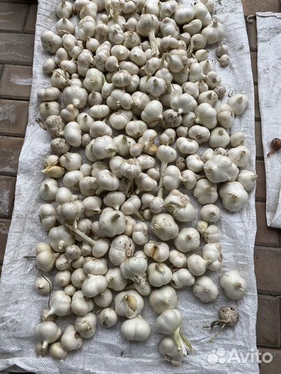 Чеснок рокамболь