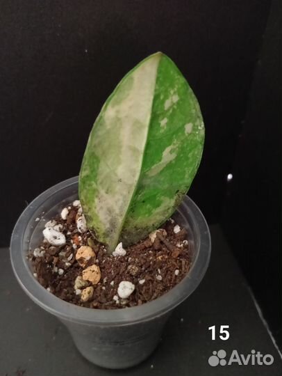 Замиокулькас вариегатный шорт лив