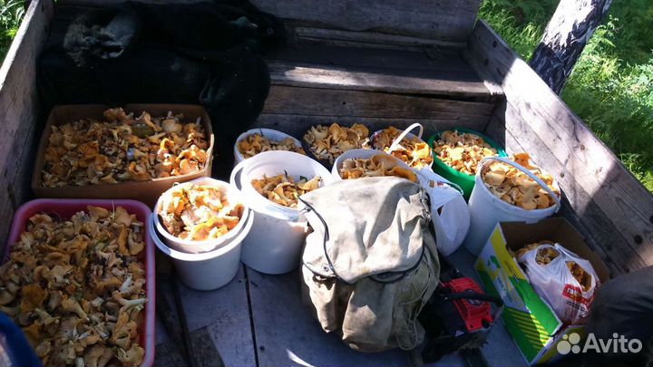 Грибы лисички свежие заказ