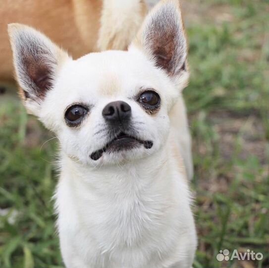 Кобель на вязку