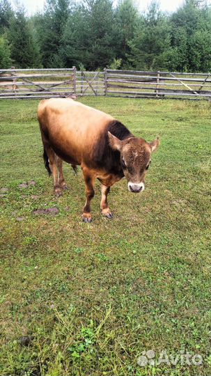 Джерсейский бык