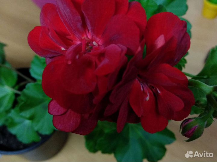 Герань плющелистная и ампель