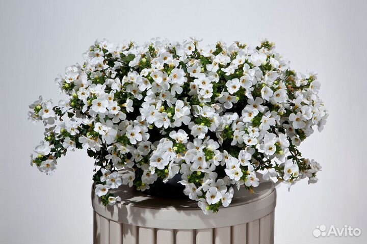 Бакопа вегетативная