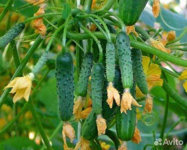 Семена удивительного гибрида огурца