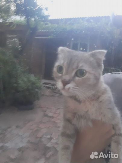 Найдена вислоухая кошка