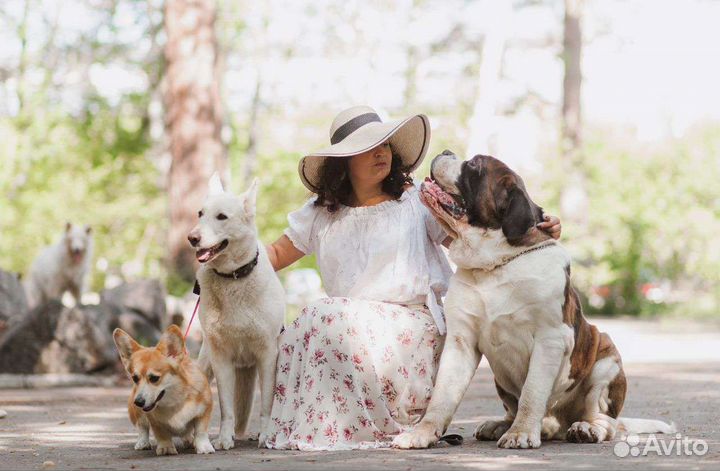 Воспитание и дрессировка собак, коррекция, передер