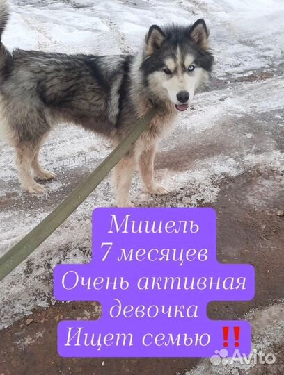 Собака в добрые руки