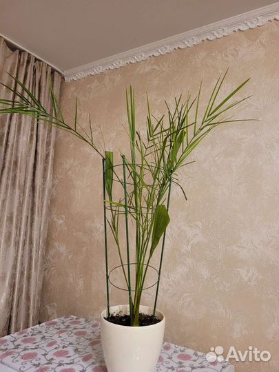 Финиковая пальма