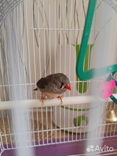 Зебровые амадины