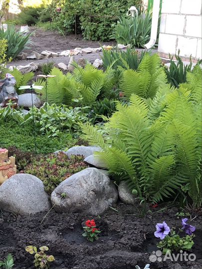 Папоротник садовый