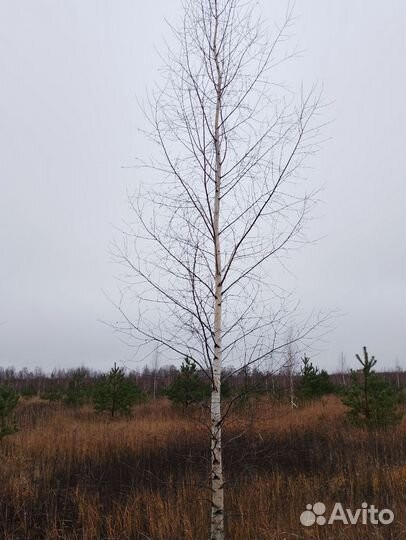 Берёза бородавчатая 6.5м