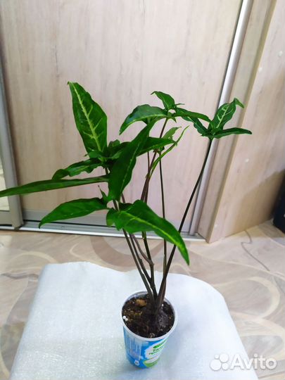 Сингониумы