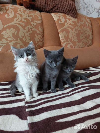 Котята в добрые руки (девочки)