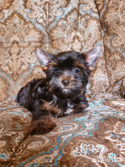 Чёрная минидетка цветной йорк