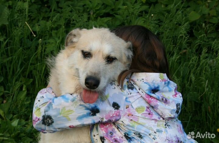 Семейная собака в дар