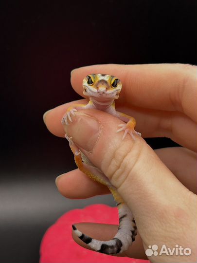 Эублефар HT cross blood