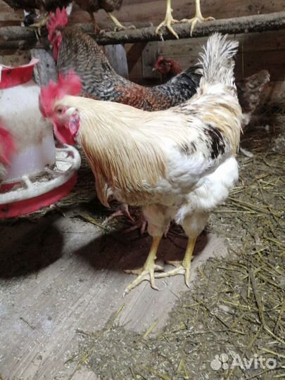 Молодые петухи