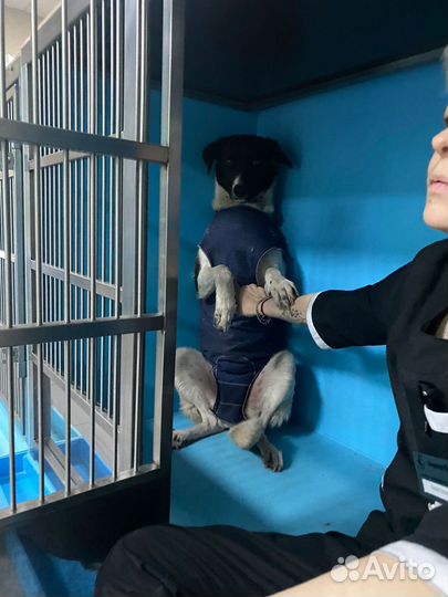 У Мурочки 2 дня до улицы