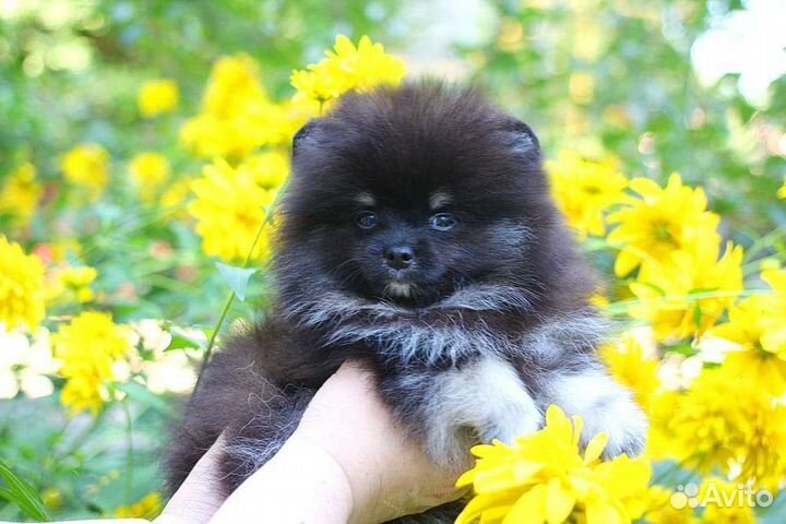 Щенок шпица