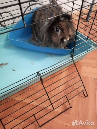 Декоративные кролики