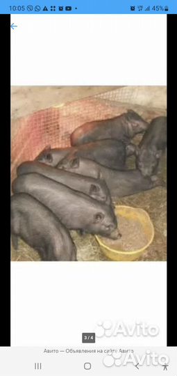 Поросята разные