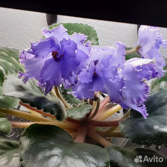 Фиалки сортовые