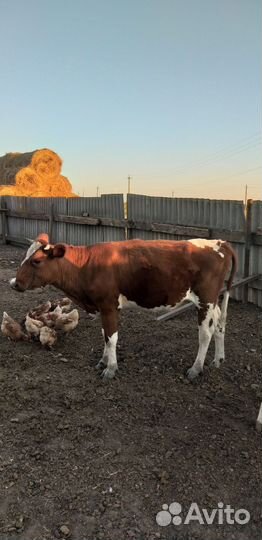 Продаются две тёлочки