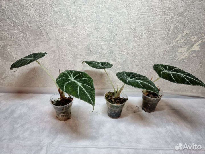 Алоказия Блэк вельвет, Черный Бархат