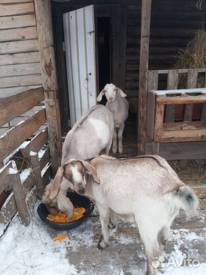 Нубийские козы