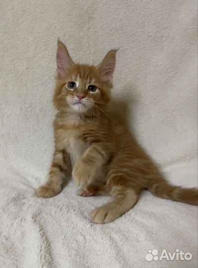 Котятки мейн-кун