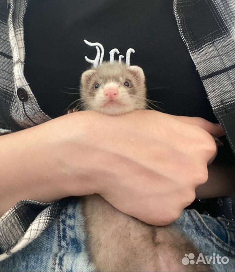 Хорек с клеткой