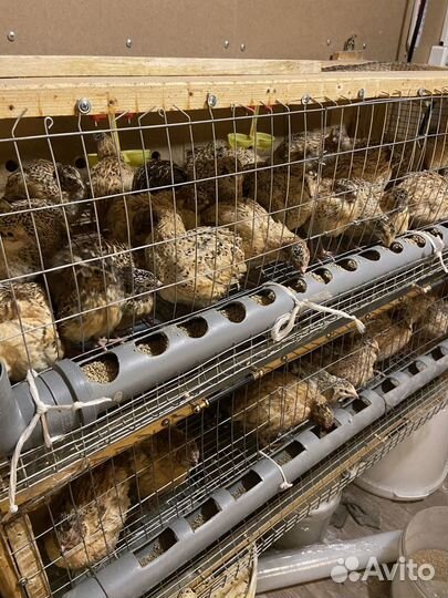 Манжурские перепела, золотистый феникс, фараон