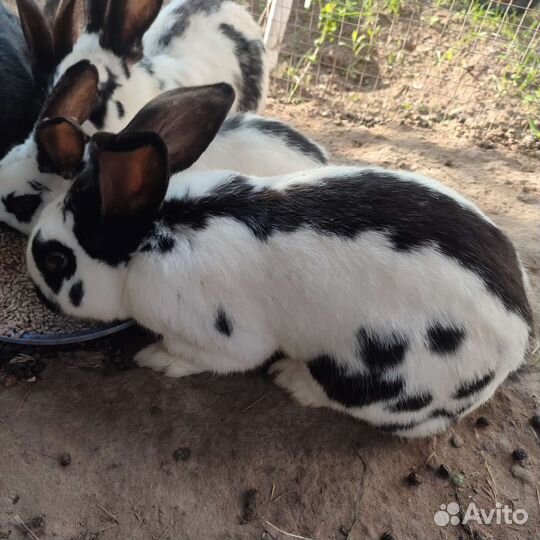 Кролики мясных пород