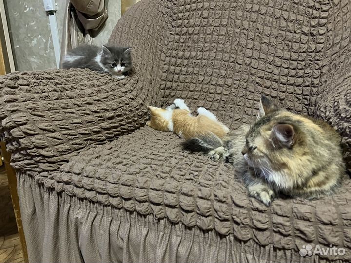 Котята отдам в добрые руки бесплатно