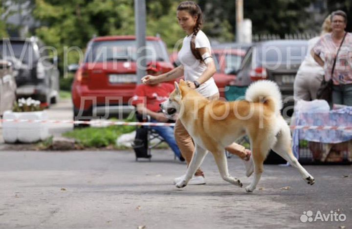 Вязка Акита-Ину