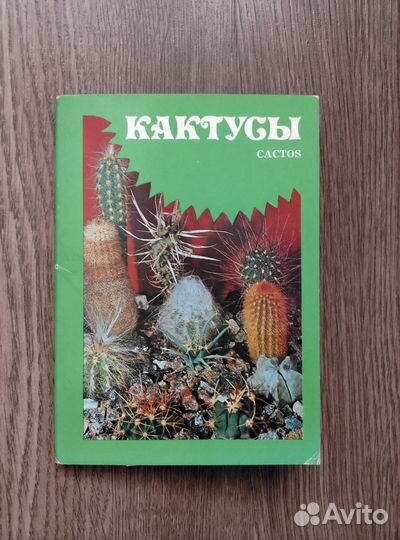 Кактусы