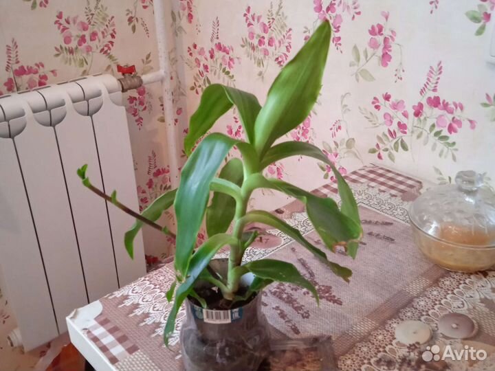 Цветок золотой ус